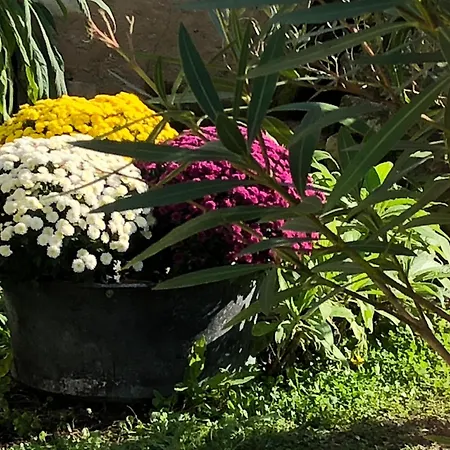 Lägenhet Les Fleurs De Lys, Suites'appart , Entree Et Terrasse Privee Proche De La